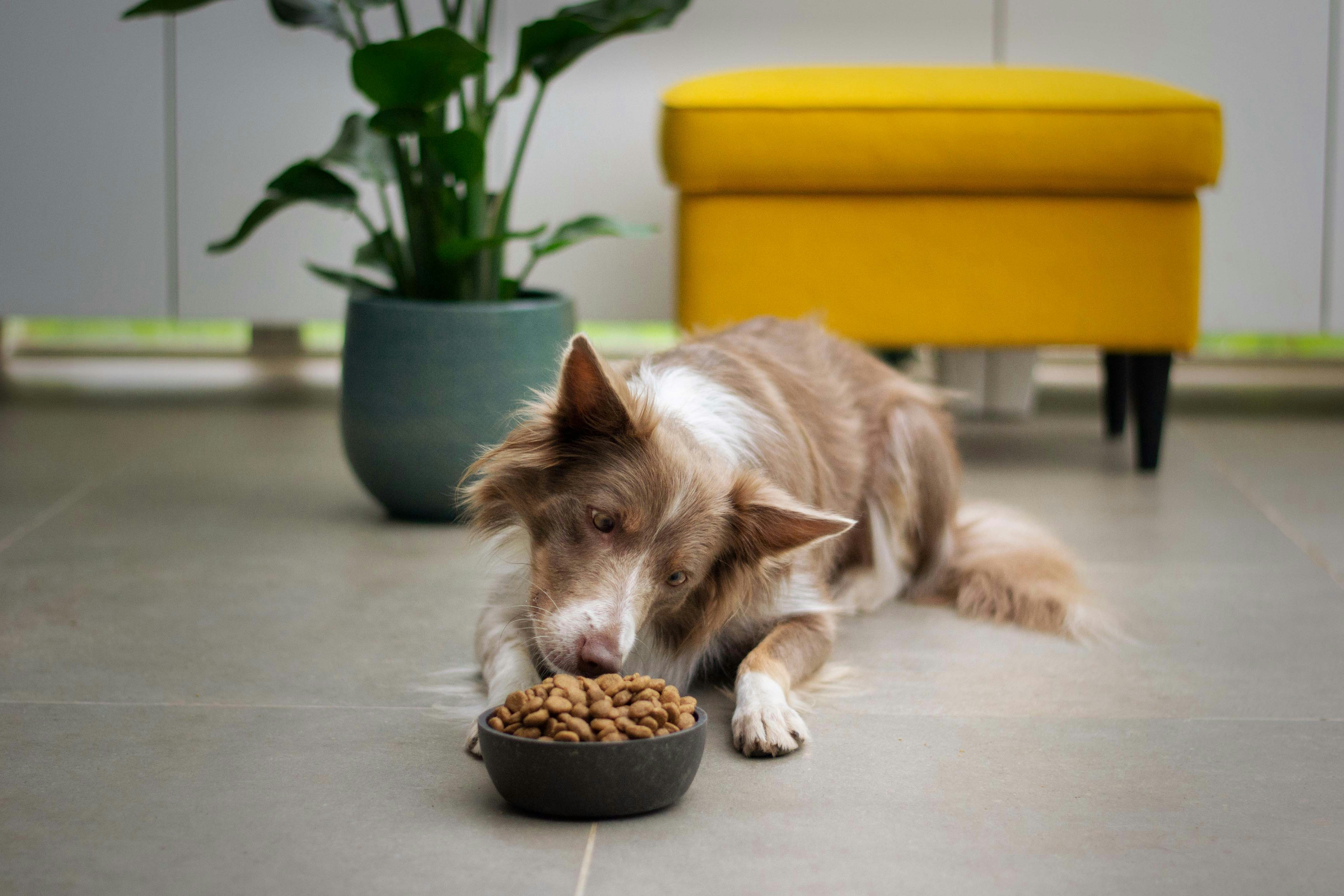 Healthy Puppy Nutrition Guide: Choosing the Best Puppy Growth Food