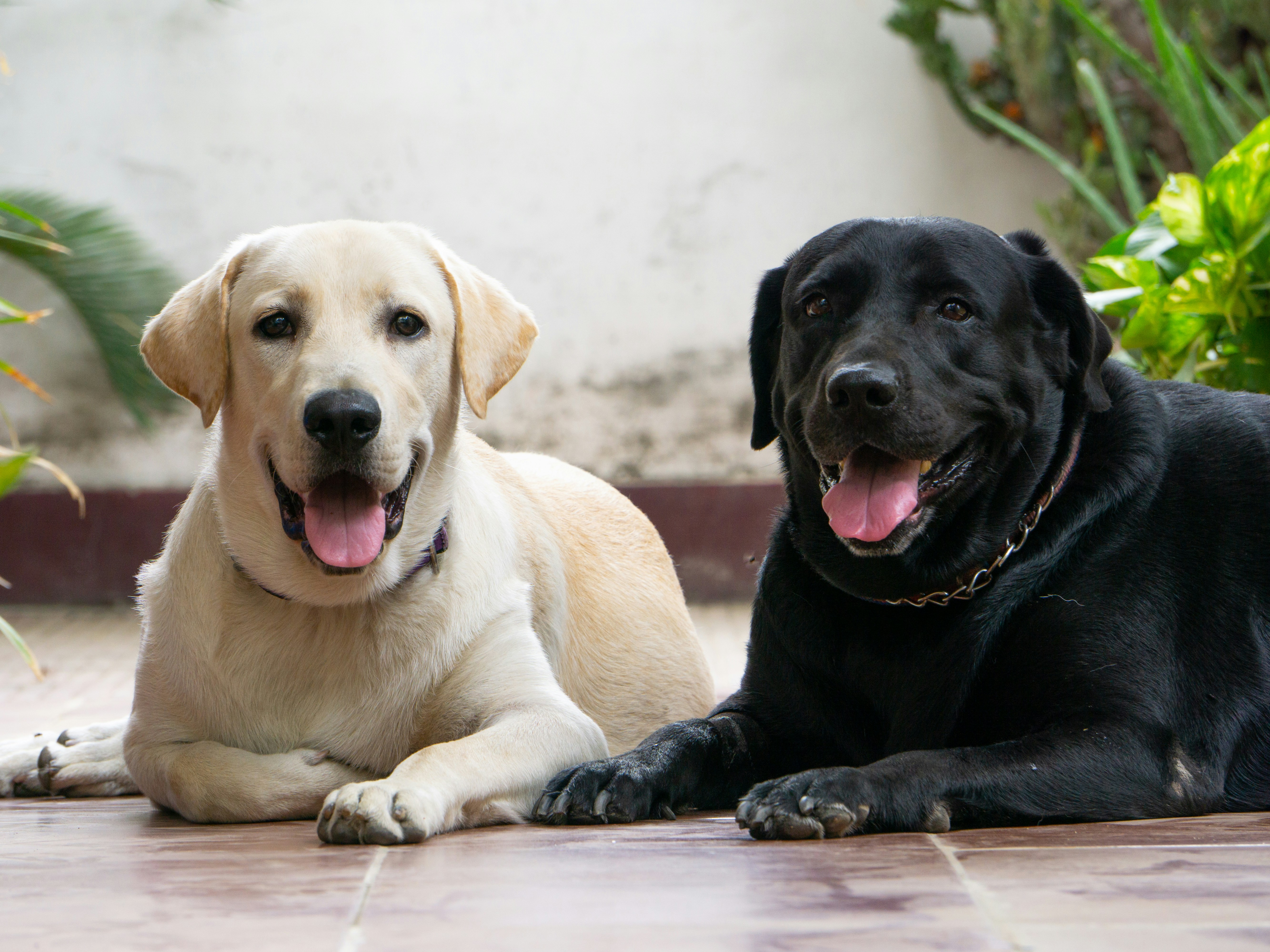 Best Dog Breeds for Senior Citizens in India