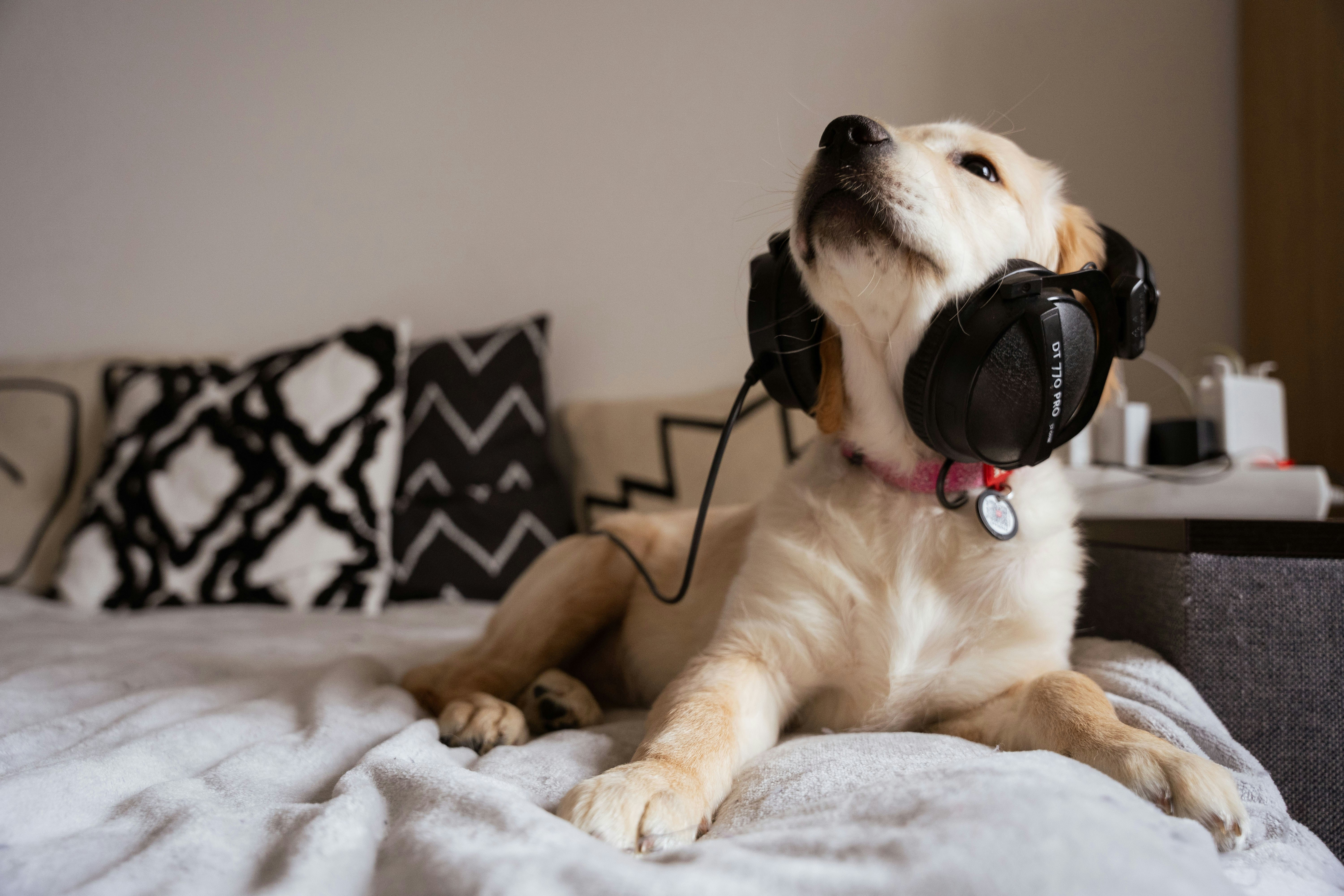 Puppy Socialization Tips at Home