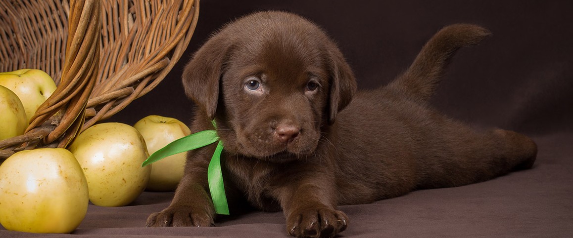 chocolate labrador-retriever price in Pune