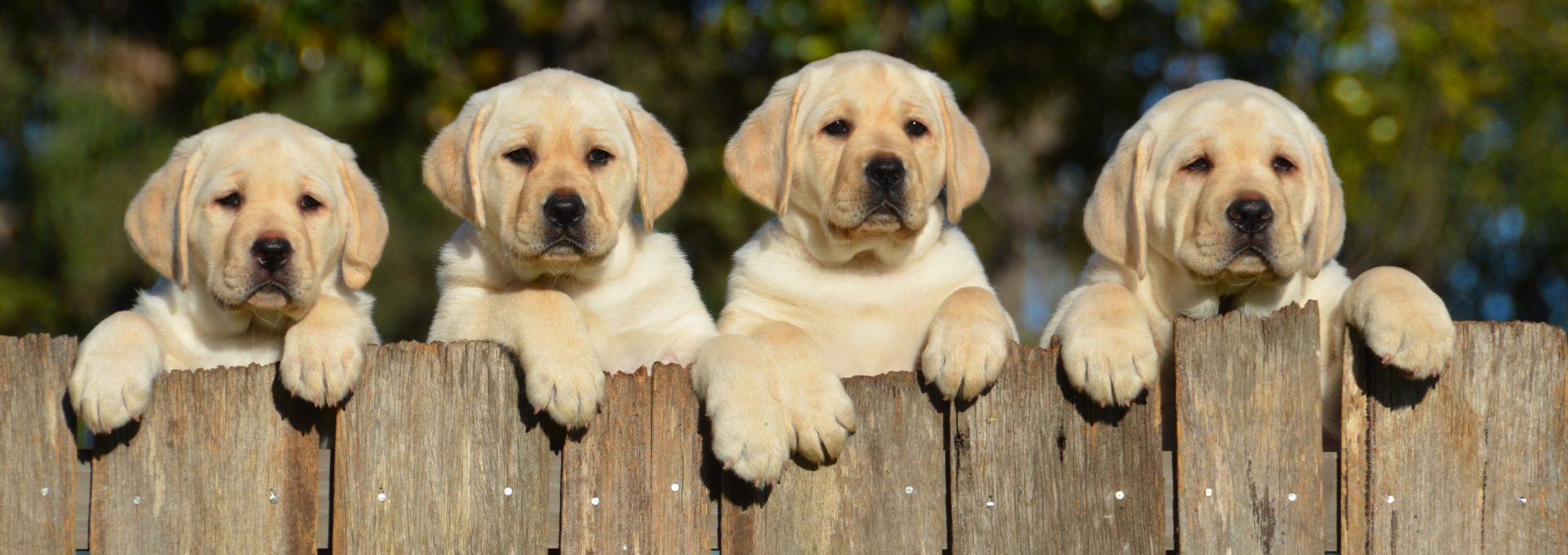 labrador retriever female puppy price in bangalore