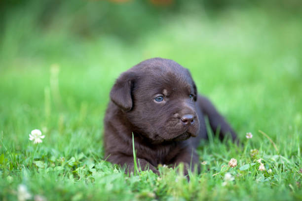 labrador retriever male puppy price in bangalore