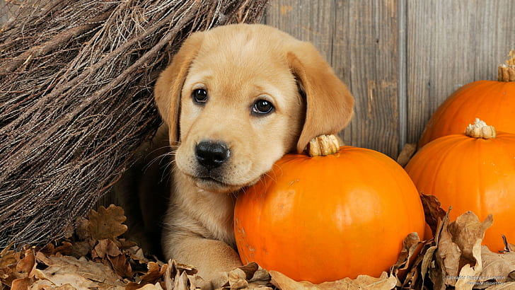 labrador retriever puppy price in bangalore