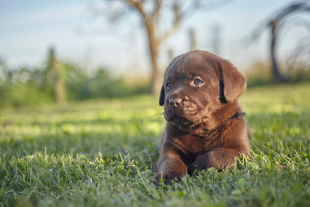 labrador retriever dog breeder in bangalore