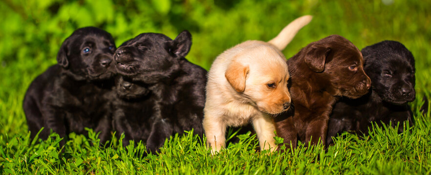 labrador retriever puppies price in bangalore