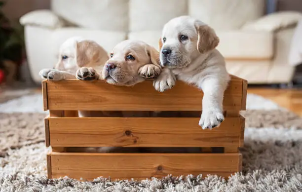 labrador-retriever price in Pune