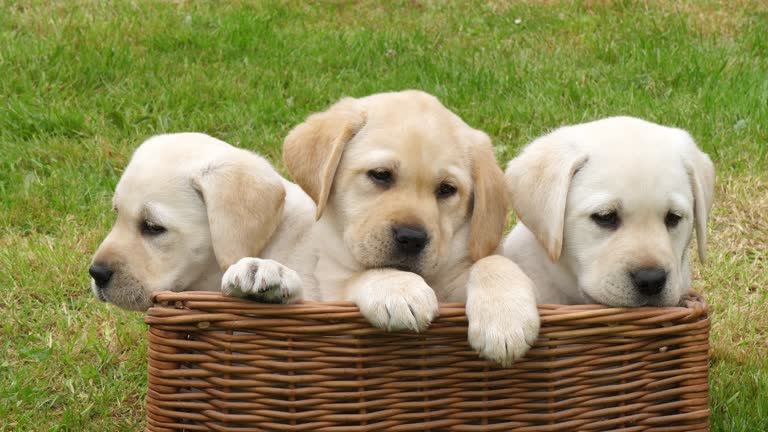 Kci registerd labrador retriever puppies for sale in india