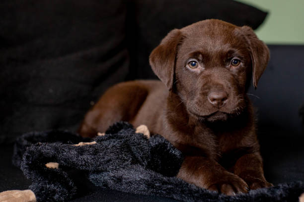 labrador-retriever price in Jaipur