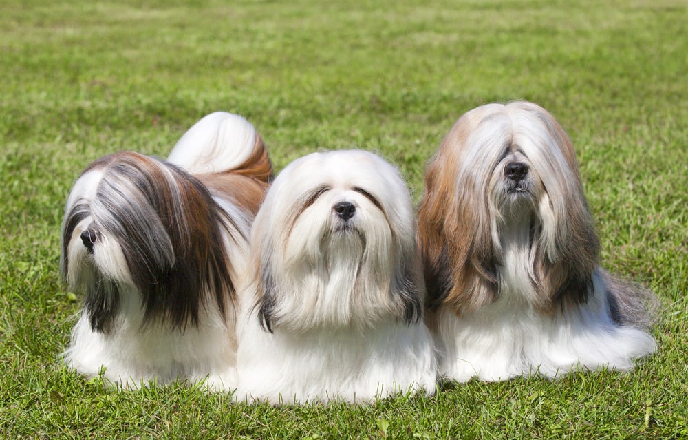 lhasa apso price in Ahmedabad