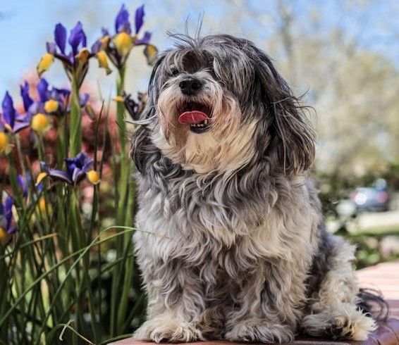 dog breeders lhasa-apso in India