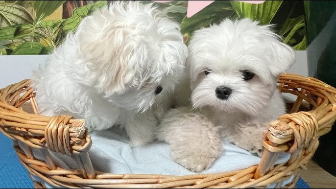 Pure breed maltese price in India