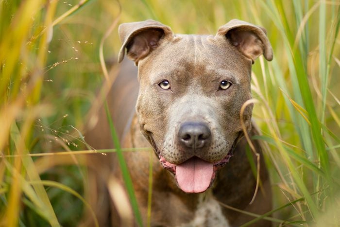 Pure Breed pitbull price in India