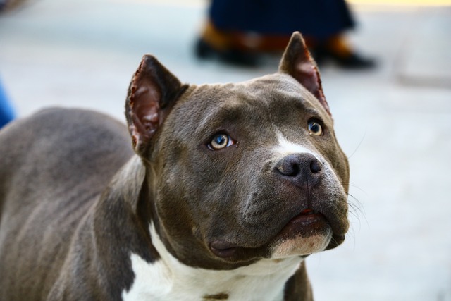 Good Quality pitbull price in India