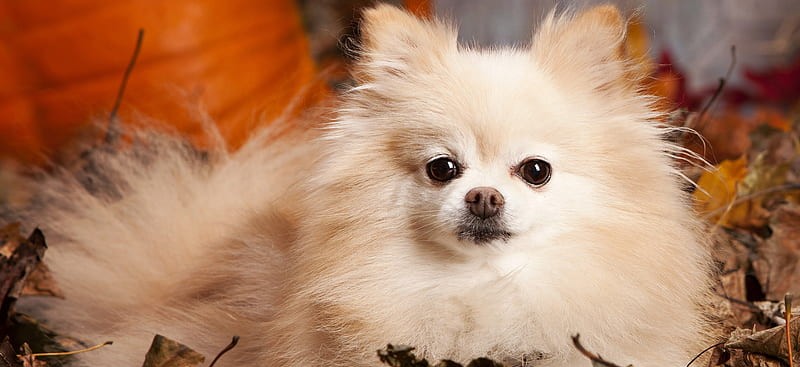 pomeranian price in India