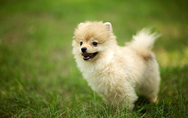 pomeranian price in Jaipur