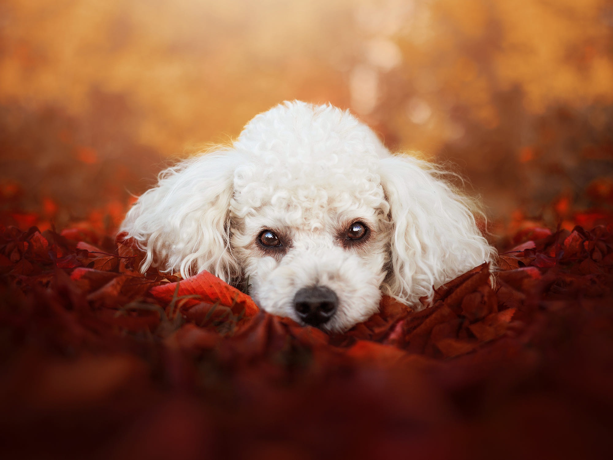 poodle price in Ahmedabad