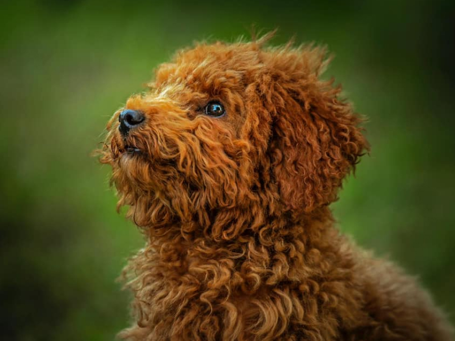 poodle Male price in India