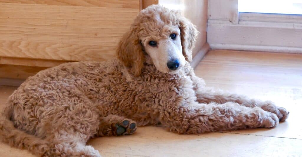 Super Quality poodle price in India