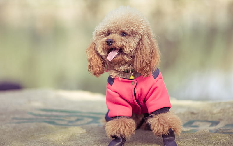 poodle Female price in India