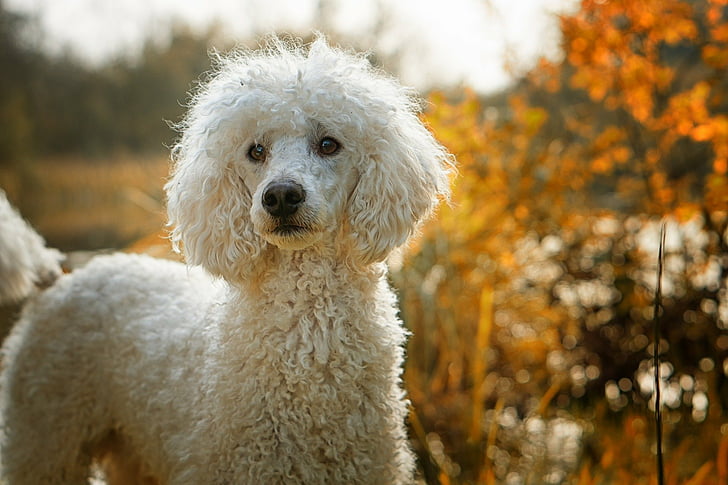 poodle price in Jaipur