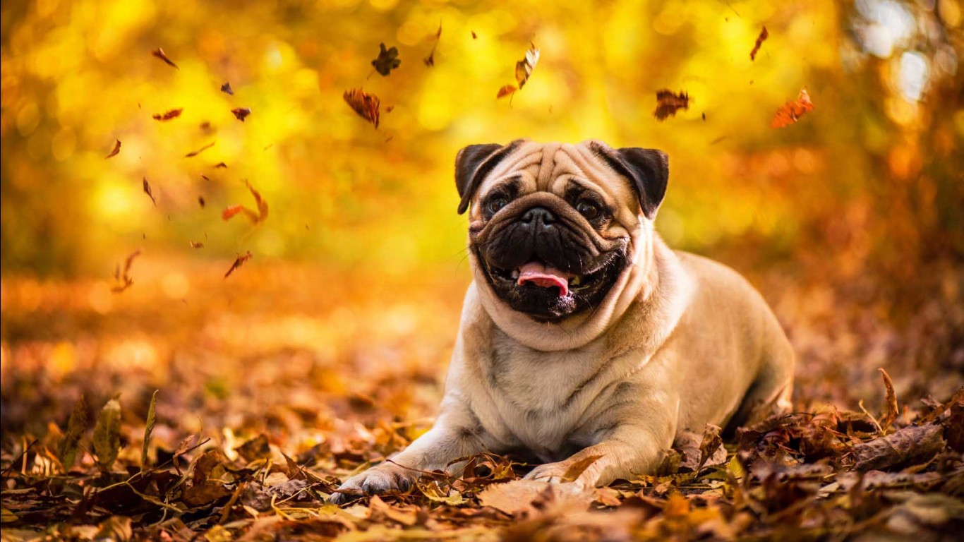 pug price in Ahmedabad
