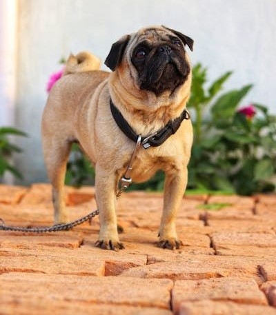 pug dog breeders in India