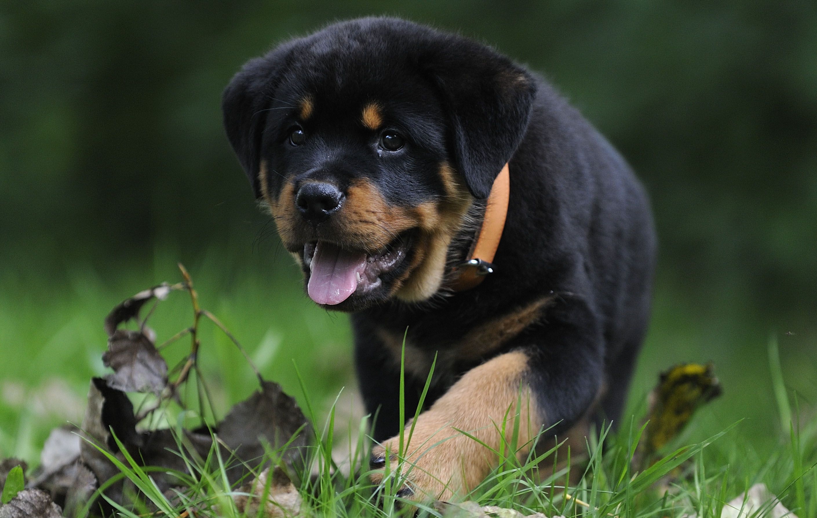 rottweiler price in Ahmedabad