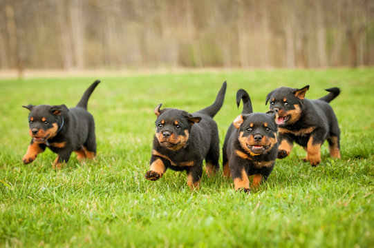 rottweiler pet store in India