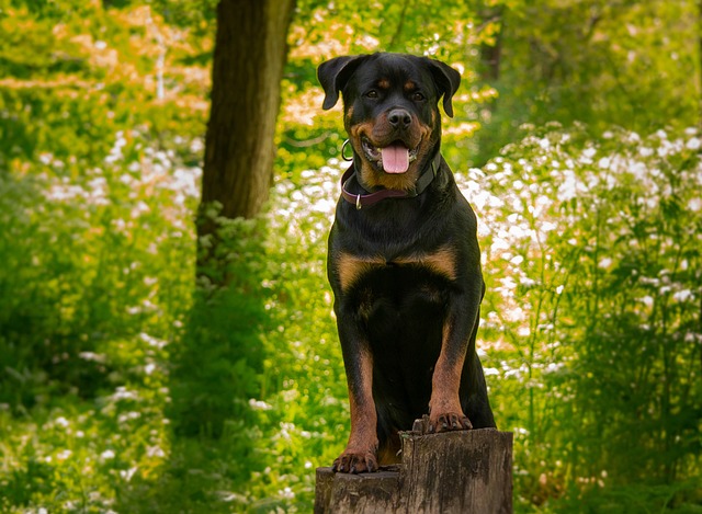 rottweiler dog price in India