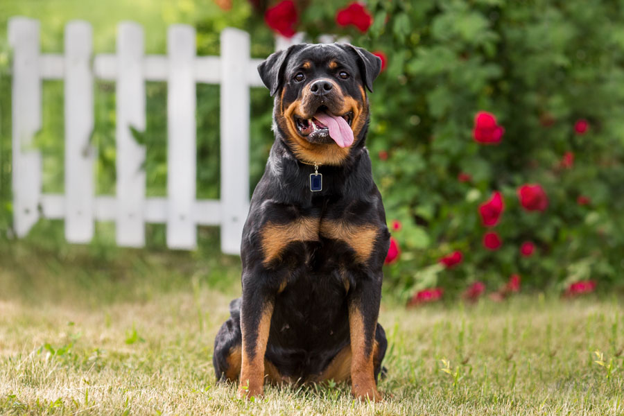 KCI registeres rottweiler price in India