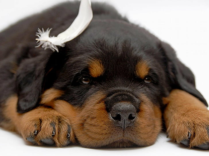 rottweiler price in Jaipur