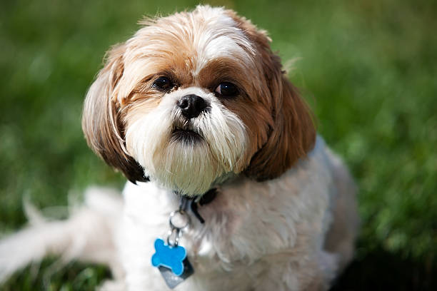  KCI registered shih-tzu price in India