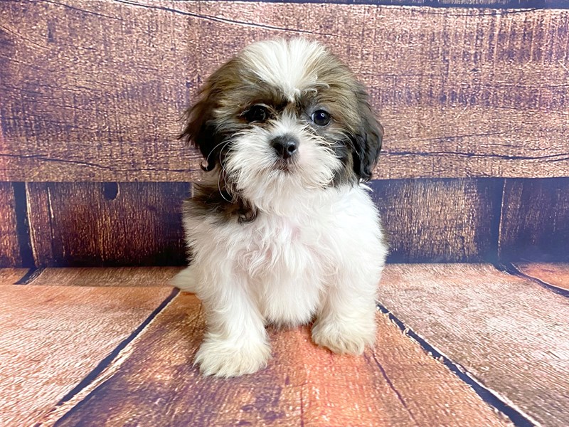  Champion lineage shih-tzu price in India