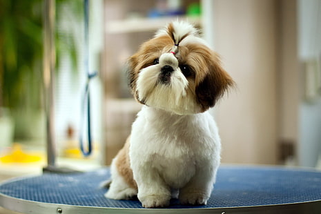 shih-tzu dog breeder in India