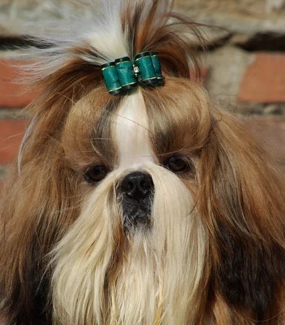 Pure breed shih-tzu price in India