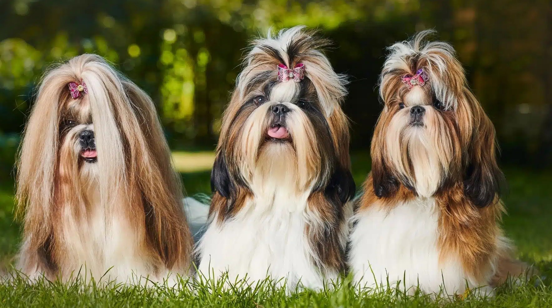 shih-tzu price in India