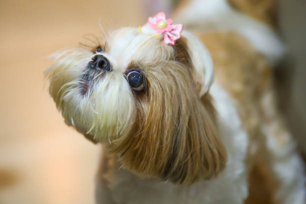 shih-tzu price in Jaipur