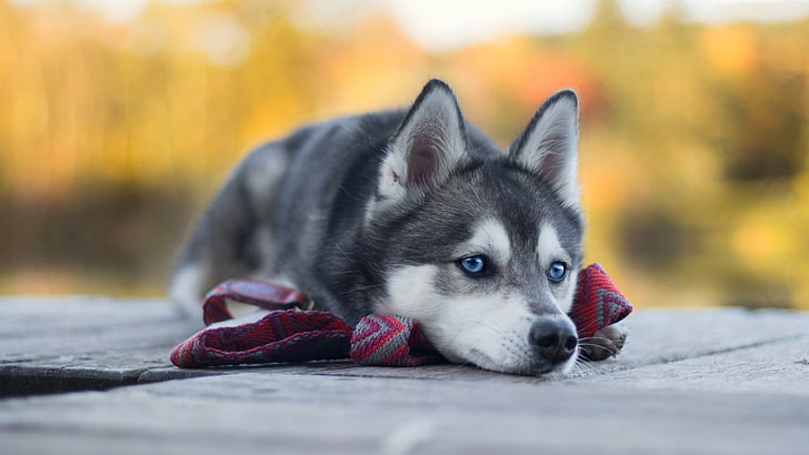 siberian-husky dog price in India