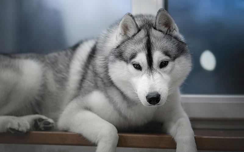 siberian-husky price in India