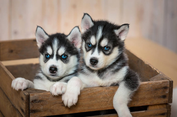 KCI registered siberian-husky puppy price in India