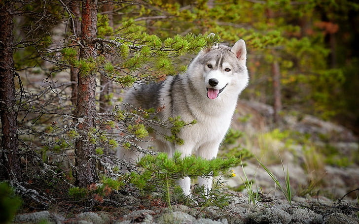 siberian-husky price in Jaipur