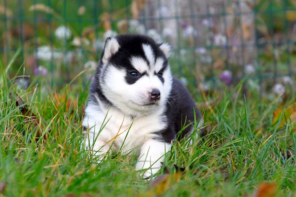 siberian-husky price in Vizag