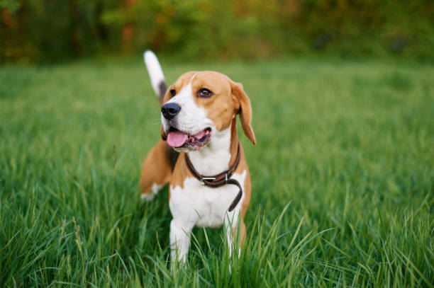 Beagle price in Mumbai