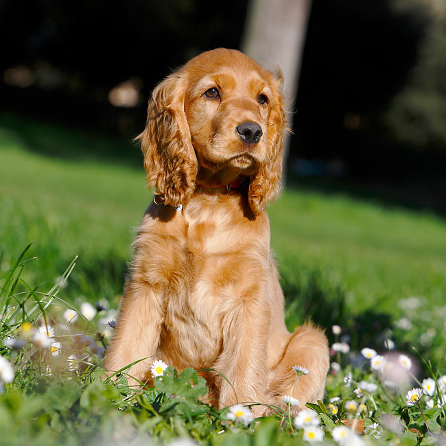 Cocker-spaniel price in vizag