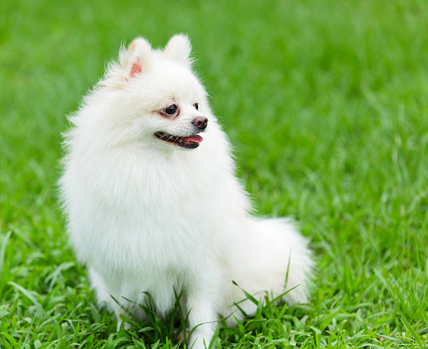  pomeranian price in Mumbai