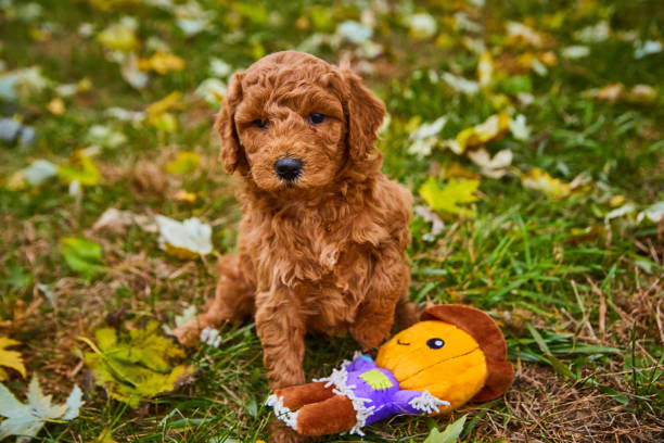 Poodle price in Mumbai