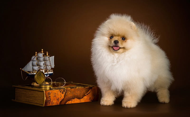 Pure Breed toy pomeranian price in India