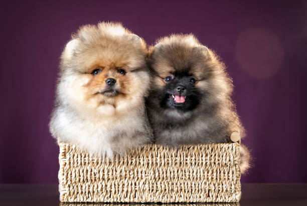 toy pomeranian Female price in India