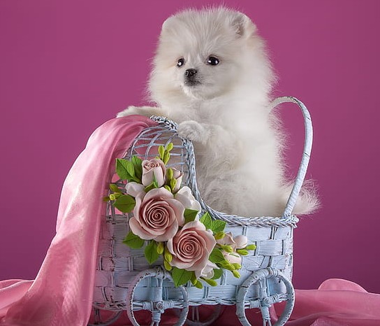 Intelligent toy pomeranian price in India