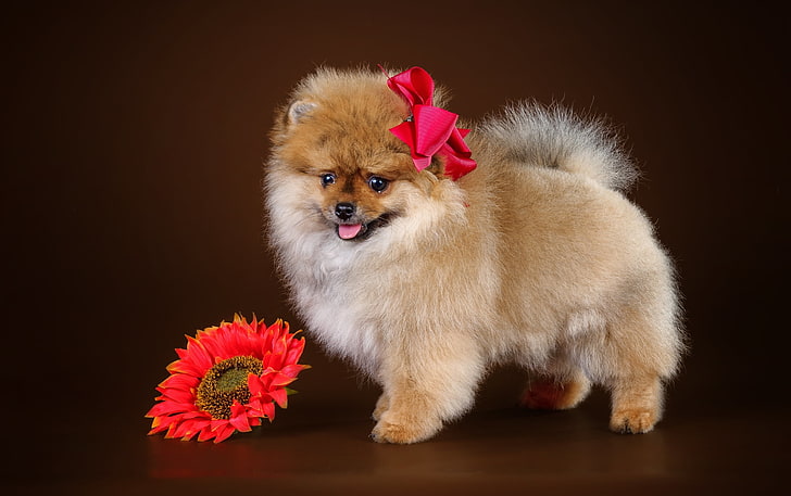 Good Quality toy pomeranian price in India